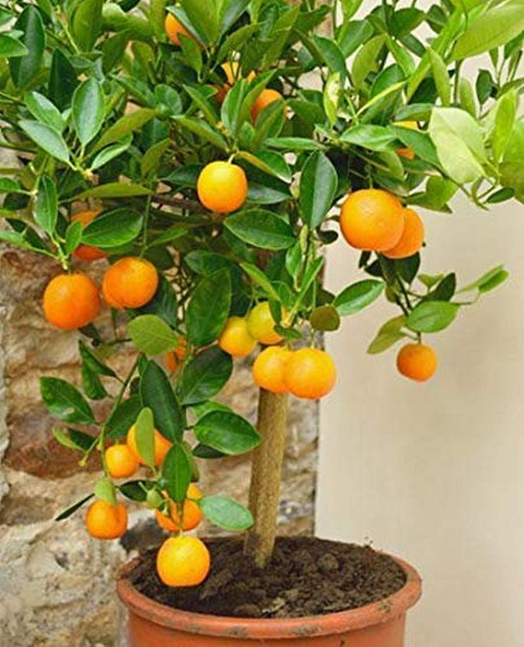 Creative Farmer Live Dwarf Orange Plant Tangerine (Santra) Origin Darjeeling (|PLANT-2-ORANGE4106ll@) (B08P5S7YP8) Amazon Price History, Amazon Price Tracker