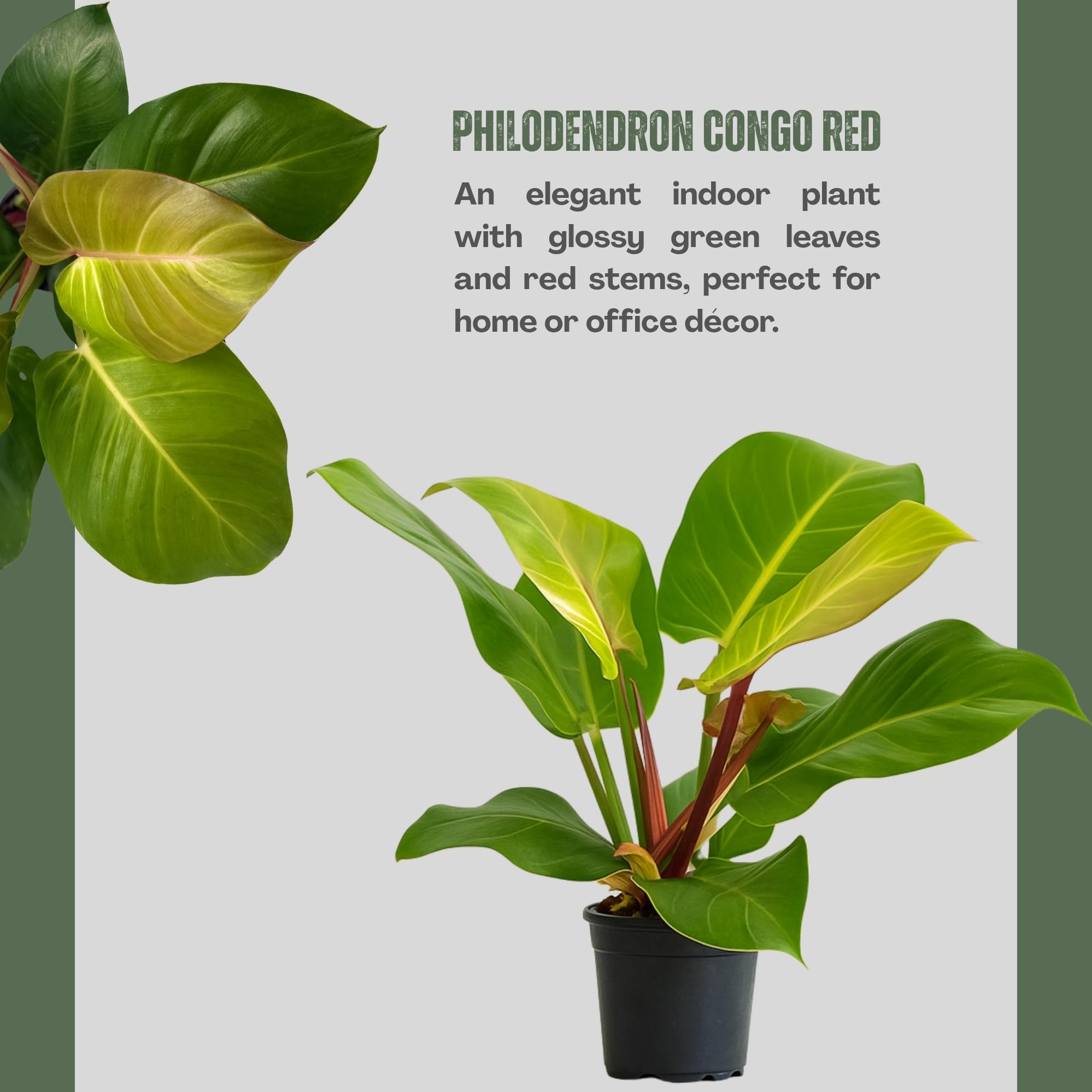 Amazon.com : Philodendron 'Yellow Flame' – 4” Live Plant