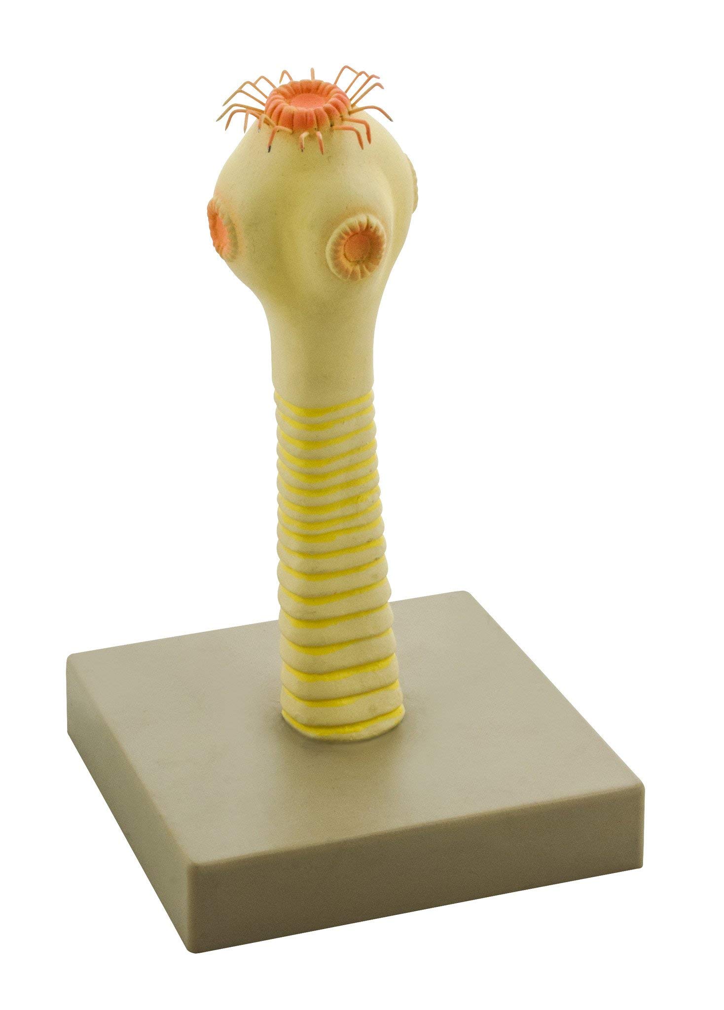 ZM0028 - Tapeworm Head - Eisco Taenia Head Model - Each : Amazon