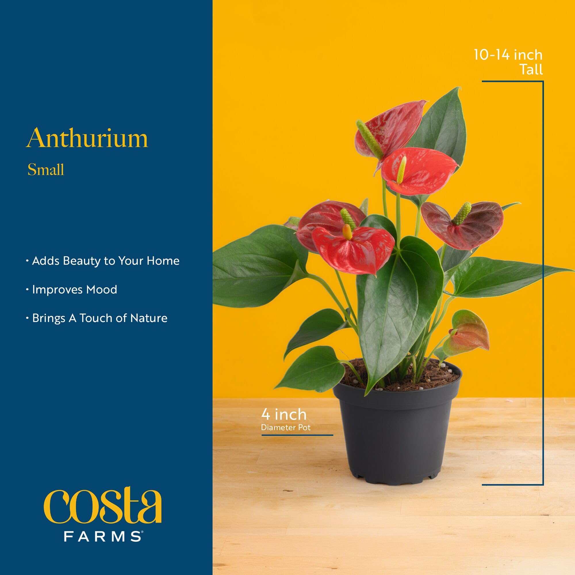 anthurium rouge Anthurium Rouge