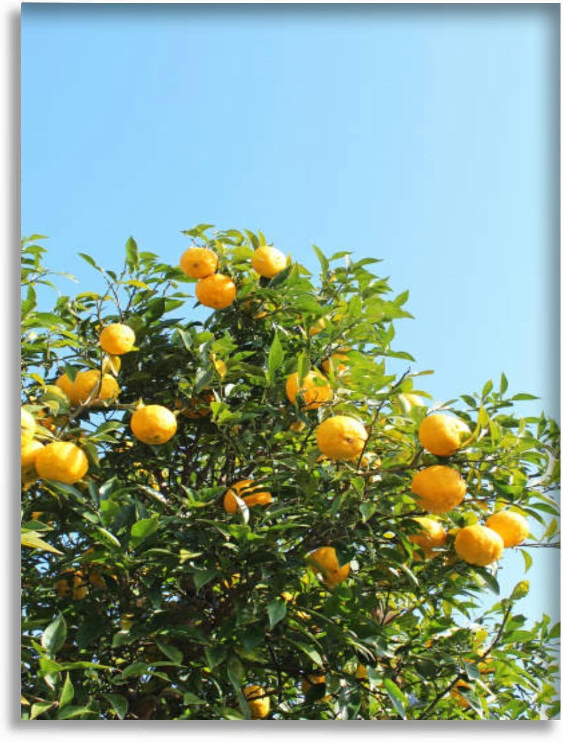 Bathroom Wall Art Decor Bathroom Pictures for Wall Artwork Japanese lemon Framed Canvas Wall Art for Bedroom Dining Room Farmhouse 12"x18 