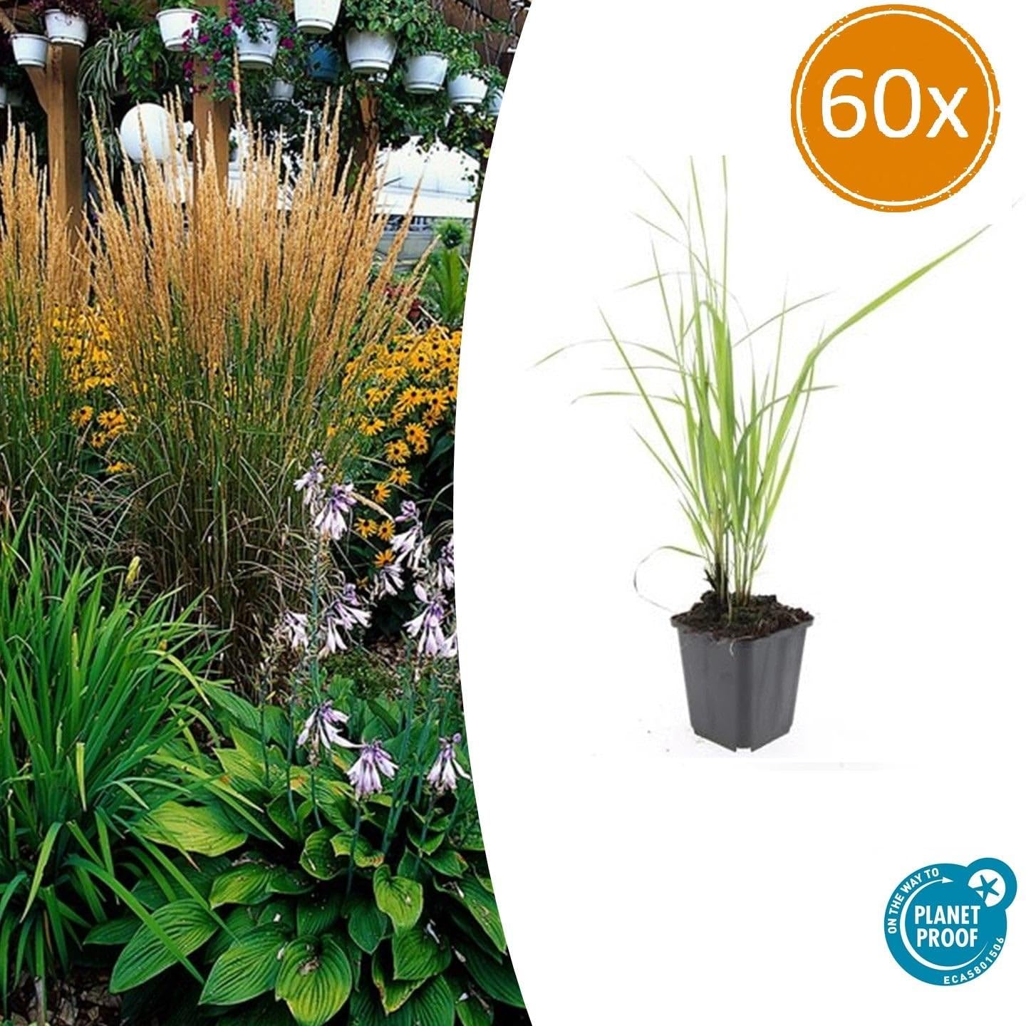 Sandrohr Calamagrostis acutiflora 'Karl Foerster' 24 Pflanzen Ø9 cm 10-25