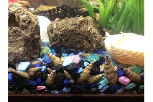 10 Malaysian Trumpet Snails: Live Freshwater Algae Eater Aquarium Snails