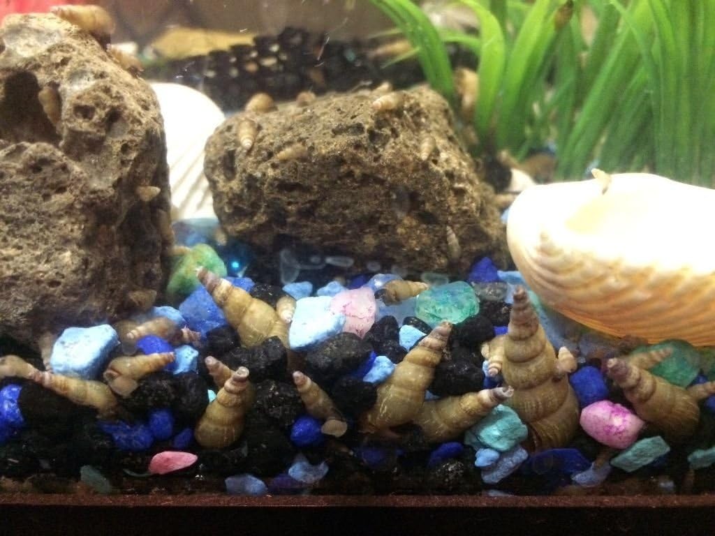 10 MALAYSIAN TRUMPET SNAILS ALGAE EATERS LIVE FRESHWATER