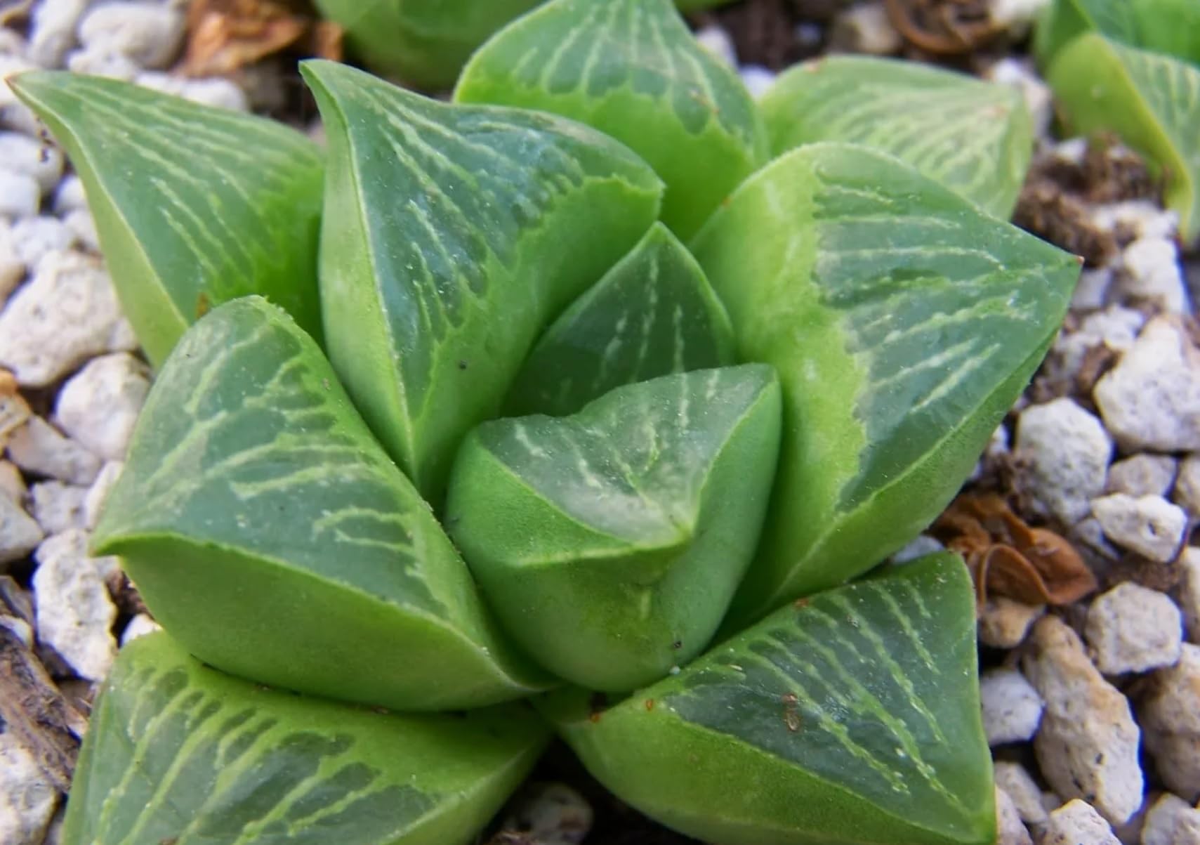 1 x Haworthia Succulent Plant - Haworthia Glasworthya cooperi in 6cm pots