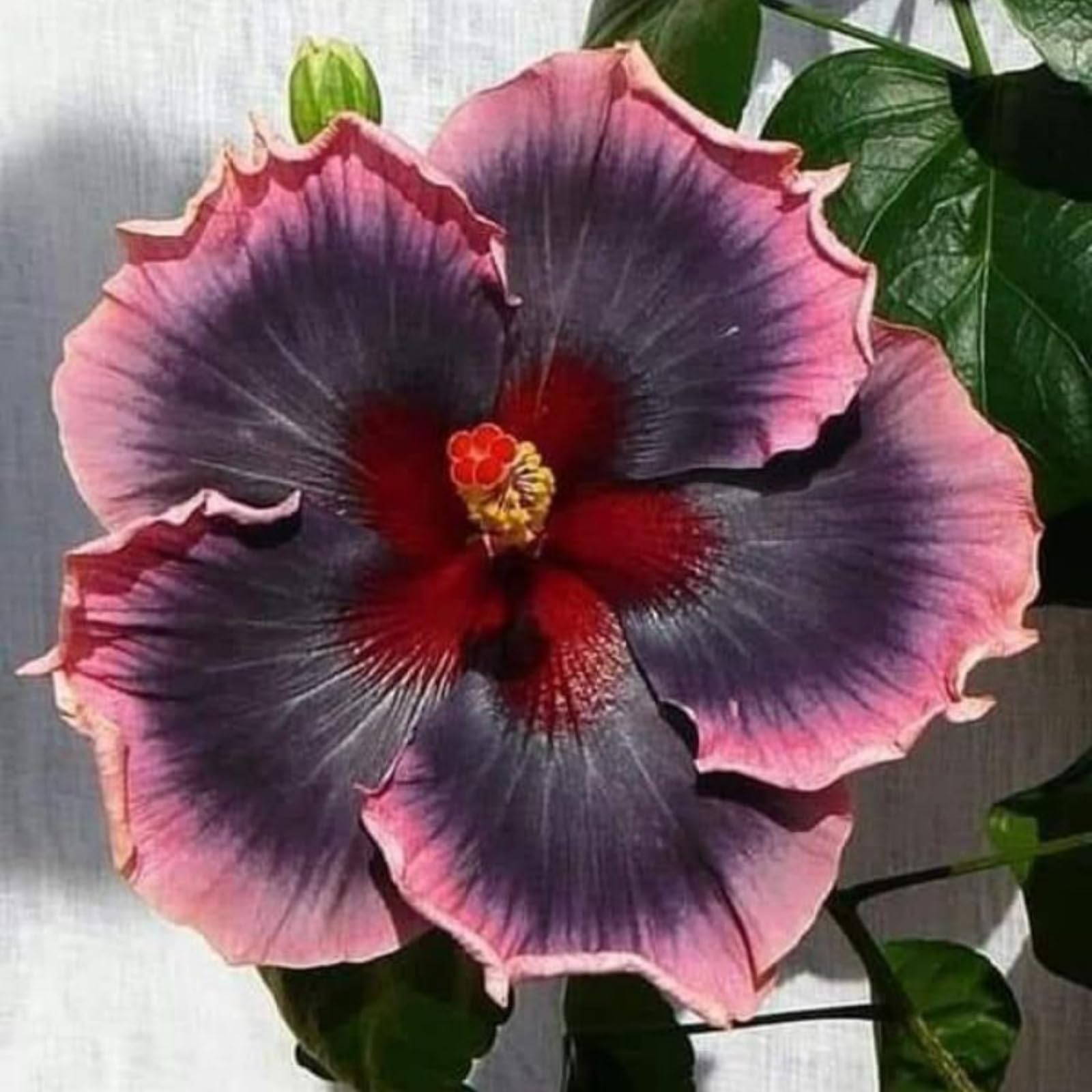 Large-Flowered Garden Hibiscus – Robust Rootstock – Multi-Layered Double Blooms – Suitable for Both Ground and Container Planting/that Grow Fast/Golden Jade Carving-1 Root-A