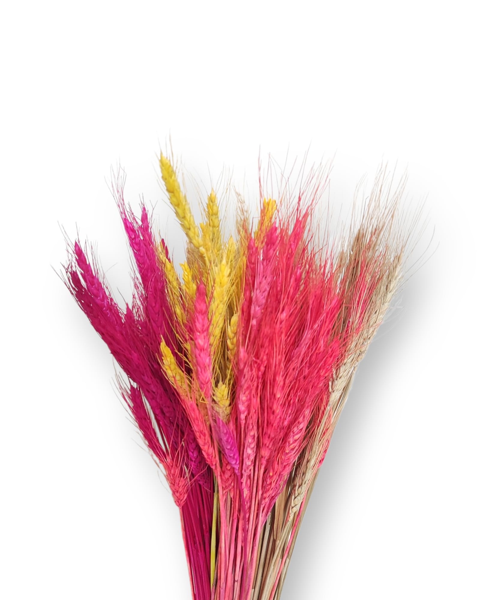 Natural Dried Wheat Stalks for Decor - Mix Set of 100 | Red + Natural + Cream + Pink + Yellow | Eech 20 Pcs | Wheat Stalks for Home Decoration, Crafts, and More | 60cm Long (Multi Color)