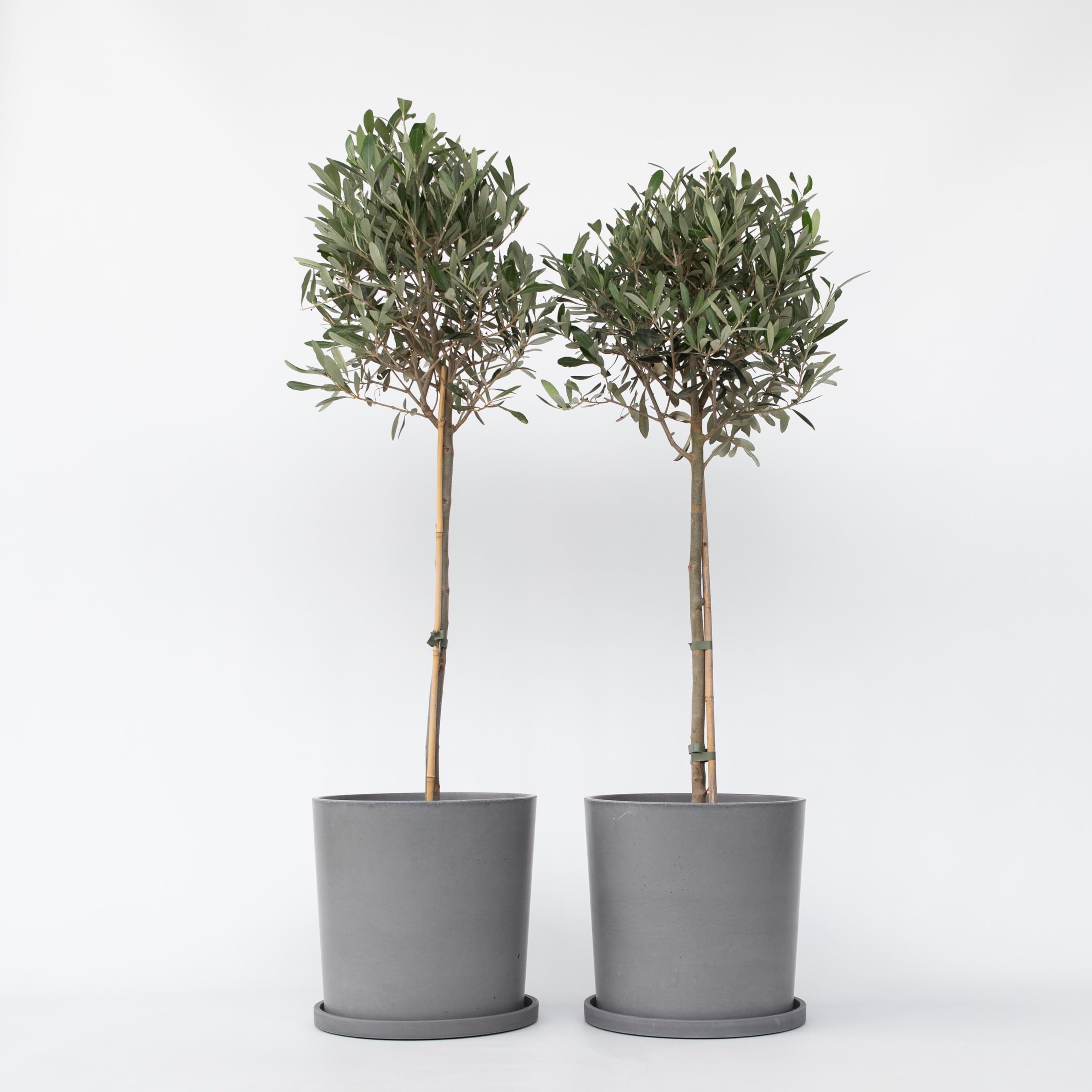 Olea Europaea Oliviers sur tige Set de 2 Pot 21cm Hauteur 90-100cm