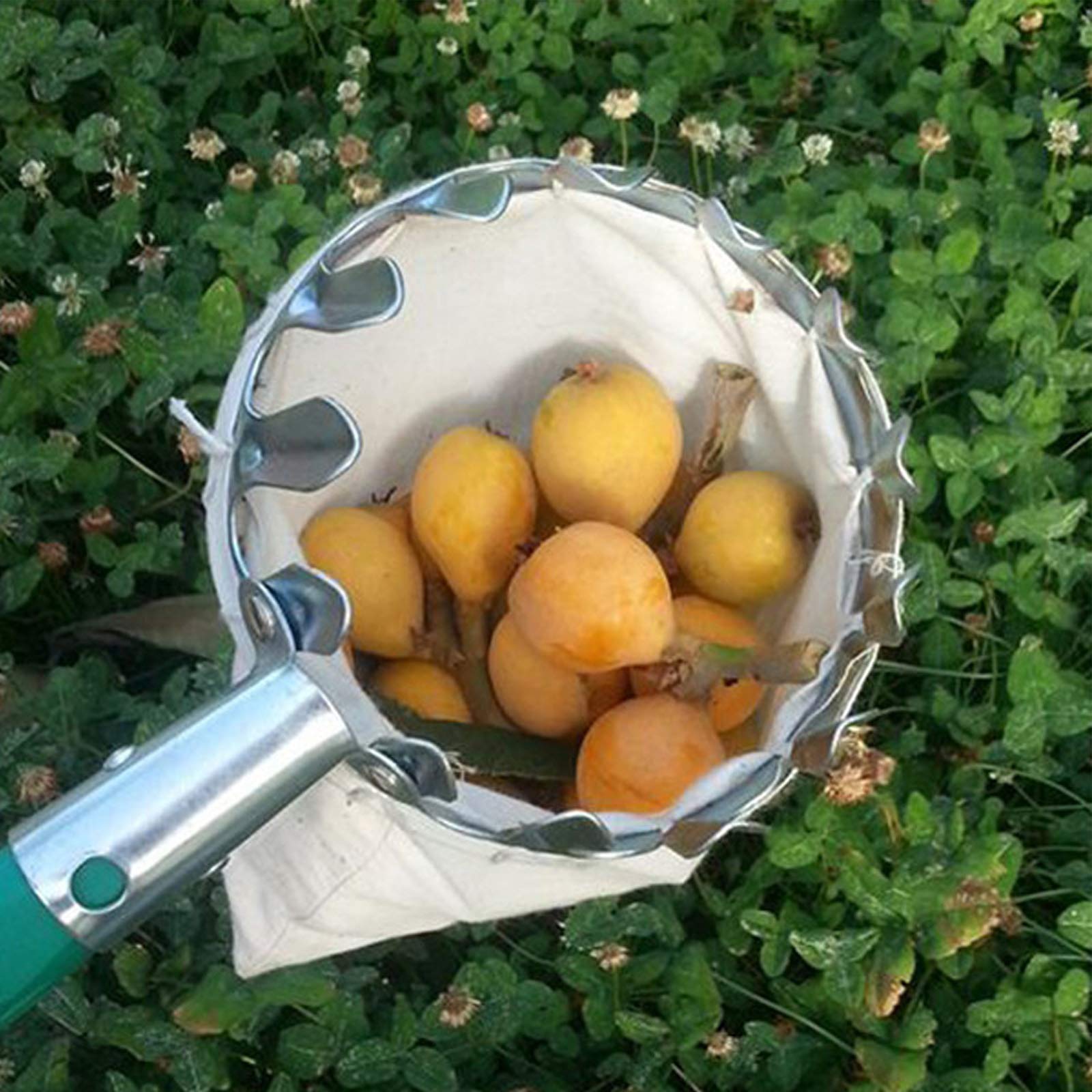 Raccoglitore Di Frutta In Metallo Con Sacchetto - Strumento Pratico Per Raccogliere Mele E Altri Frutti (Colore Bianco) - Foto 7