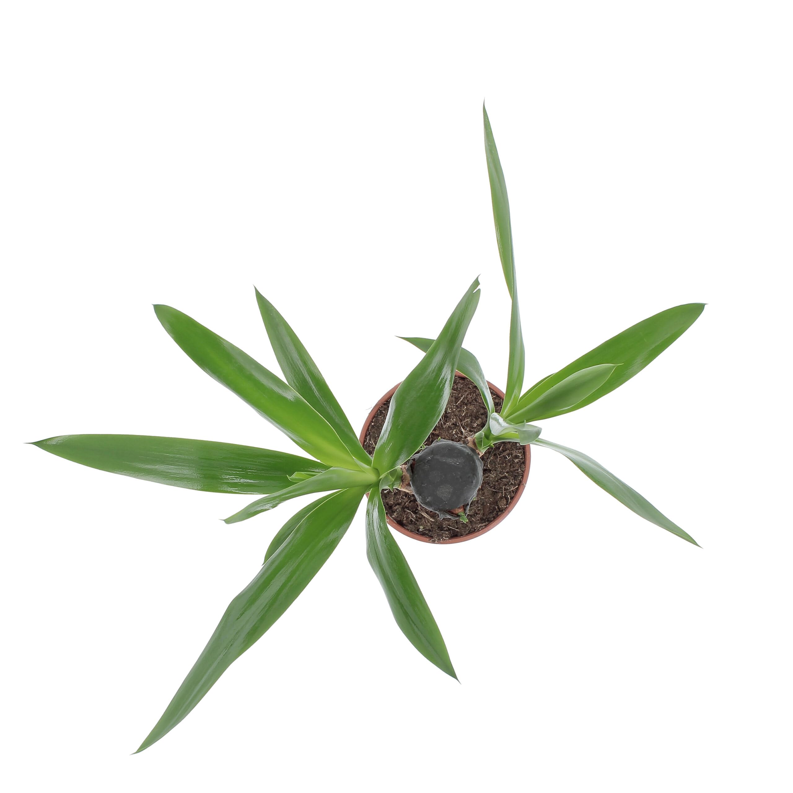KENTIS - Yucca - Tronchetto della Felicità - Piante Vere Grasse Succulente da Interno - Pianta Ornamentale Resistente da Appartamento - H 50-60 cm Vaso Ø 14 cm