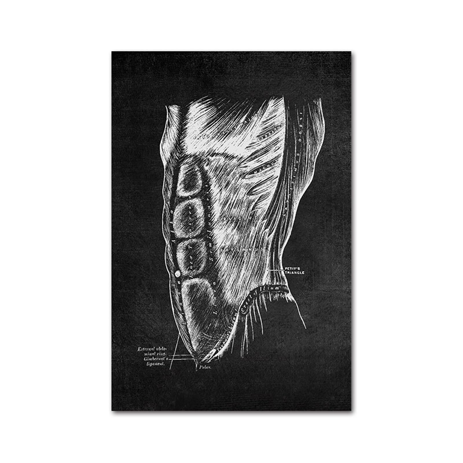 Peinture colonne vertébrale et muscles sur toile affiche anatomie premium