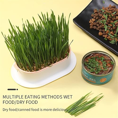 Miniatura 4 de Maceta de césped para gatos, kit de césped para gatos, kit de cultivo de hierba para gatos, fácil de plantar, plantas de vivero, adecuado para