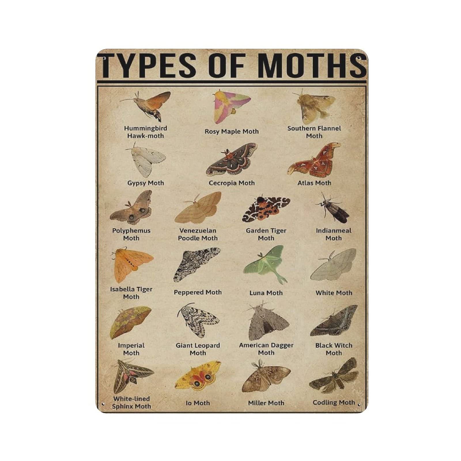 rayprint Knowledge Type of Moth Species Tin Sign Metal Plaque Art Hanging Iron Painting Retro Home Kitchen Garden Garage Wall Decor 16"x12"