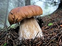 Vista 2 de Setas Porcini Esporas No GMO Heirloom 100 Semillas