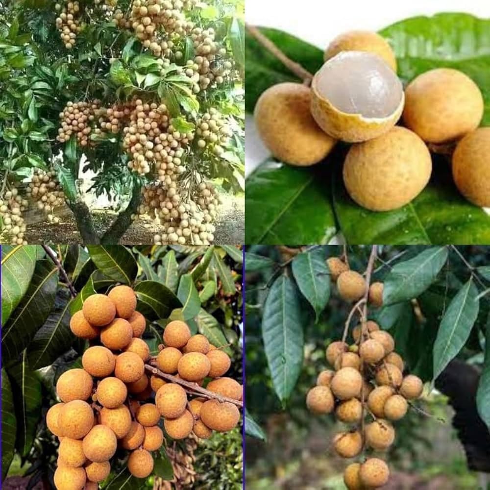 SINGO POINT Dragon Eye Longan Sweet Juicy Rare Tropical Fruit aq4 | Mini Litchi, Pack of 1, Sweet & Juicy, Rare Variety, Fresh Fruit-picture-15