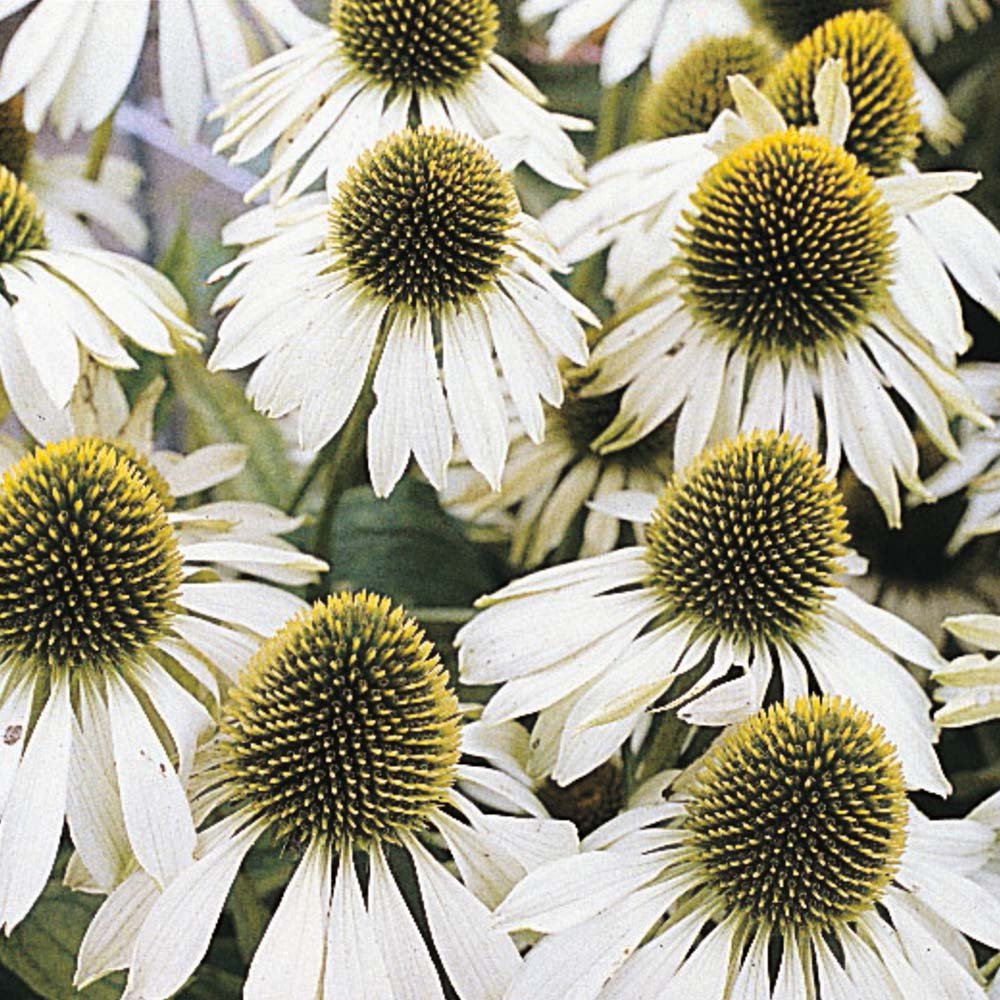 Futaba White Swan Cone flower Seed - 20 Pcs-image-12
