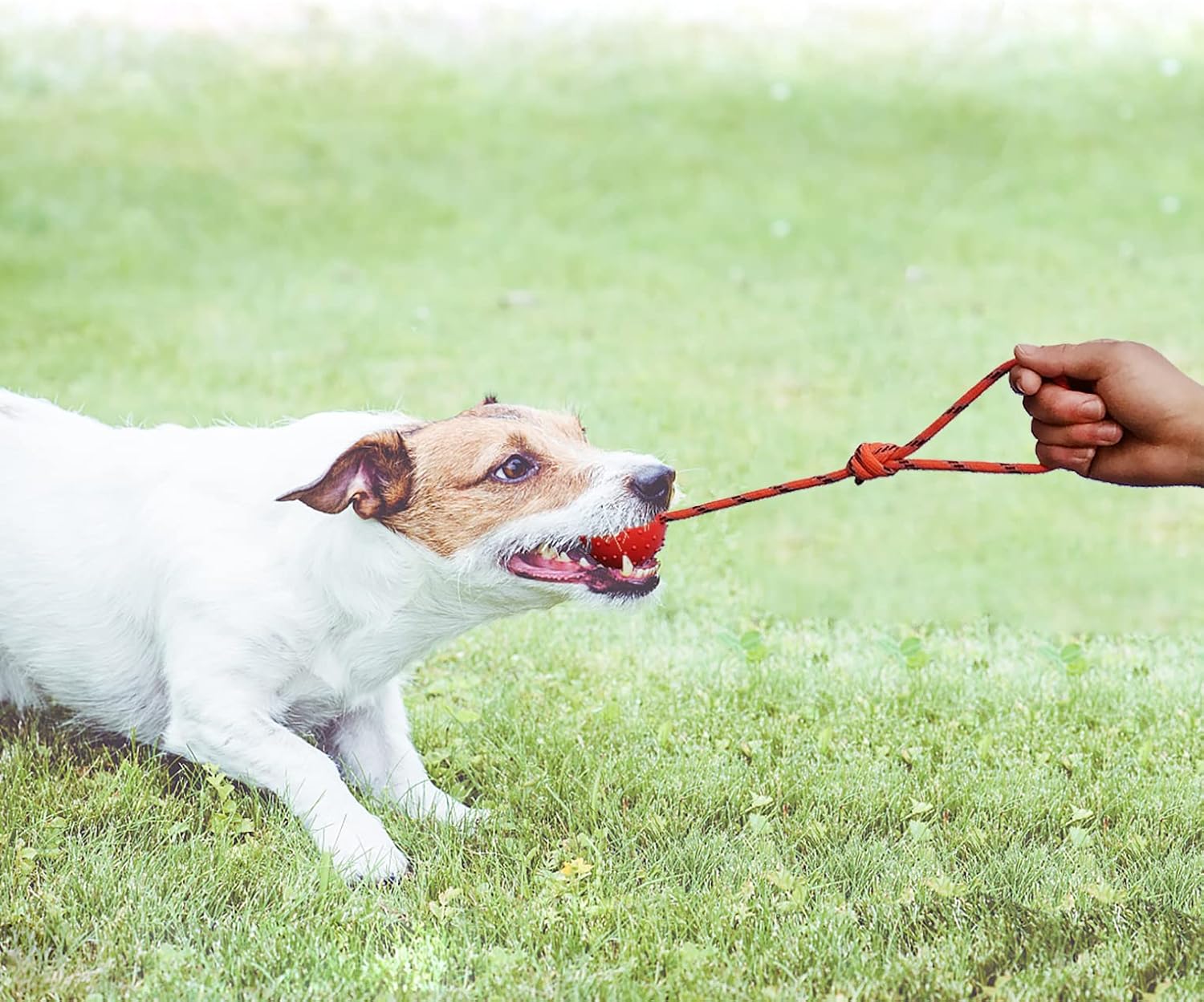 2 Pcs Dog Toy Ball with Rope Handle，Dog Training Ball on Rope Toy ，Hollow Rubber Ball for Fetch, Catch, Throw and Tug of War，Not Suitable for Strong Chewing Power Dog (White+Red, L)