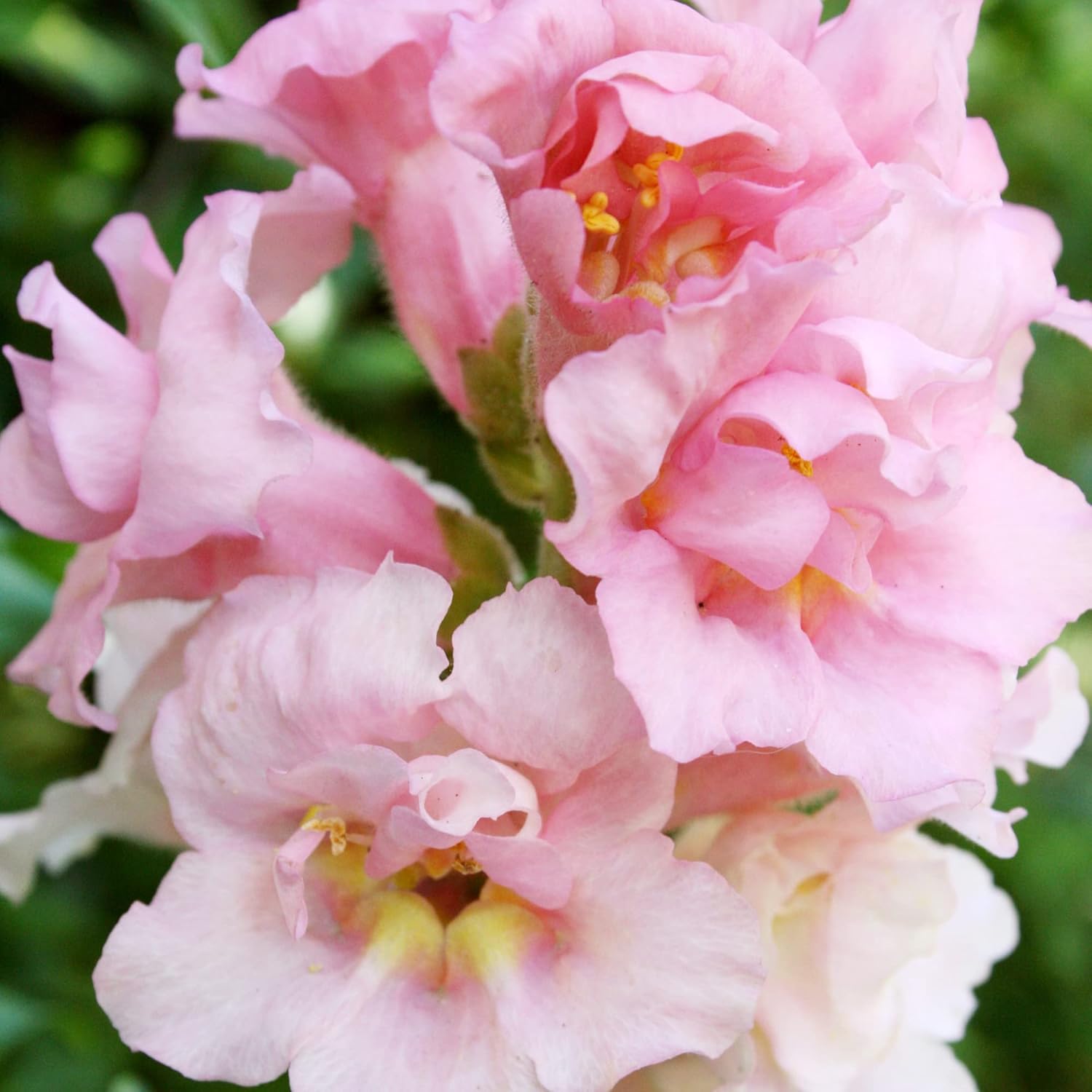 Snapdragon Seeds Distinctive, SnapLike, DragonMouth