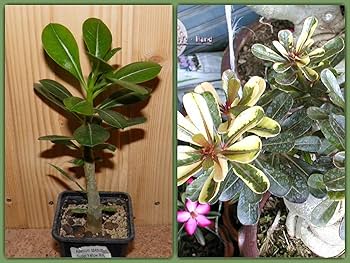 油彩画 アデニウム Amazon｜【種子】Adenium Obesum Super Yellow Maple Leaf