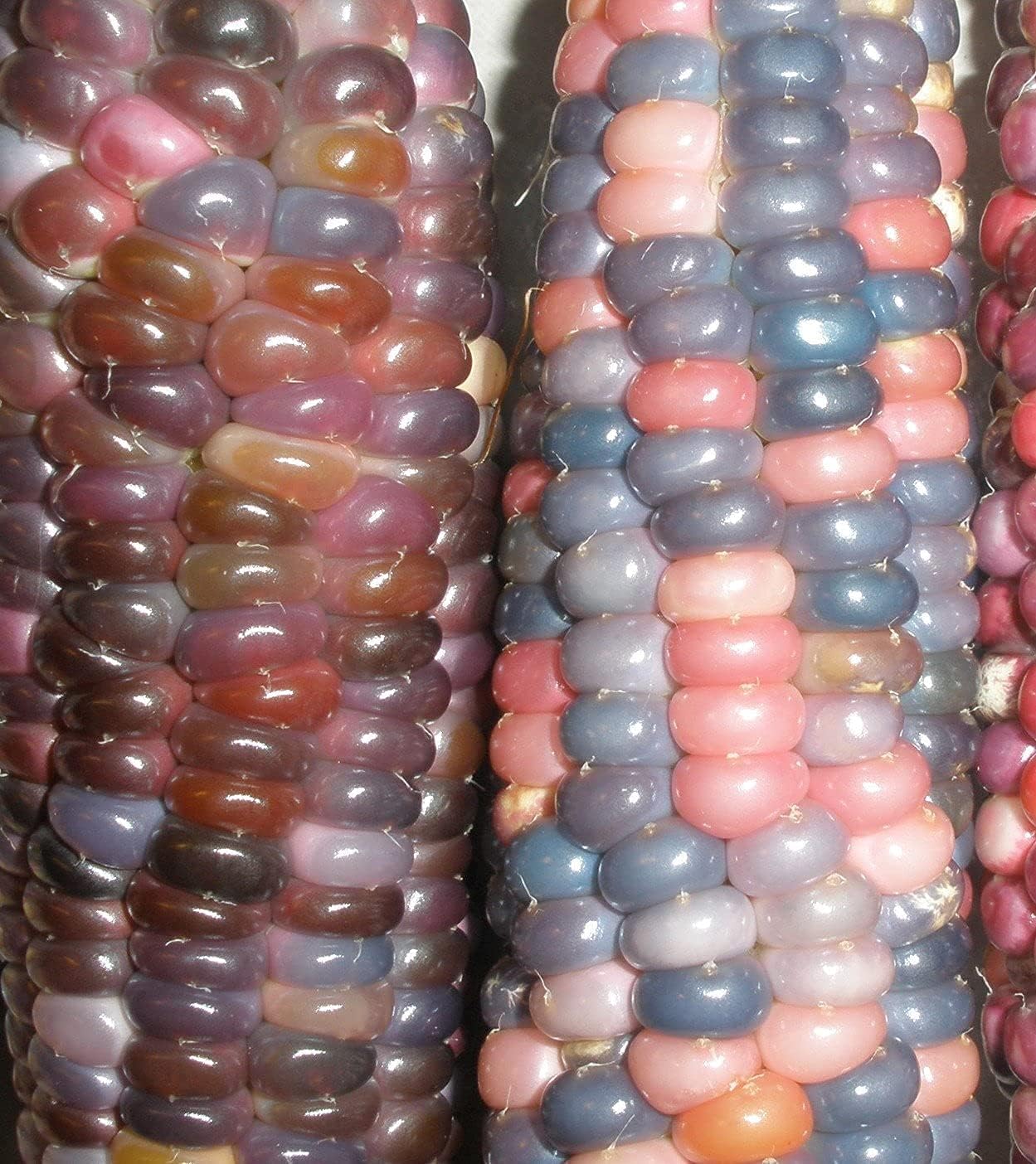 MITRAEE Glass Gem Cherokee Indian Corn Heirloom Premium