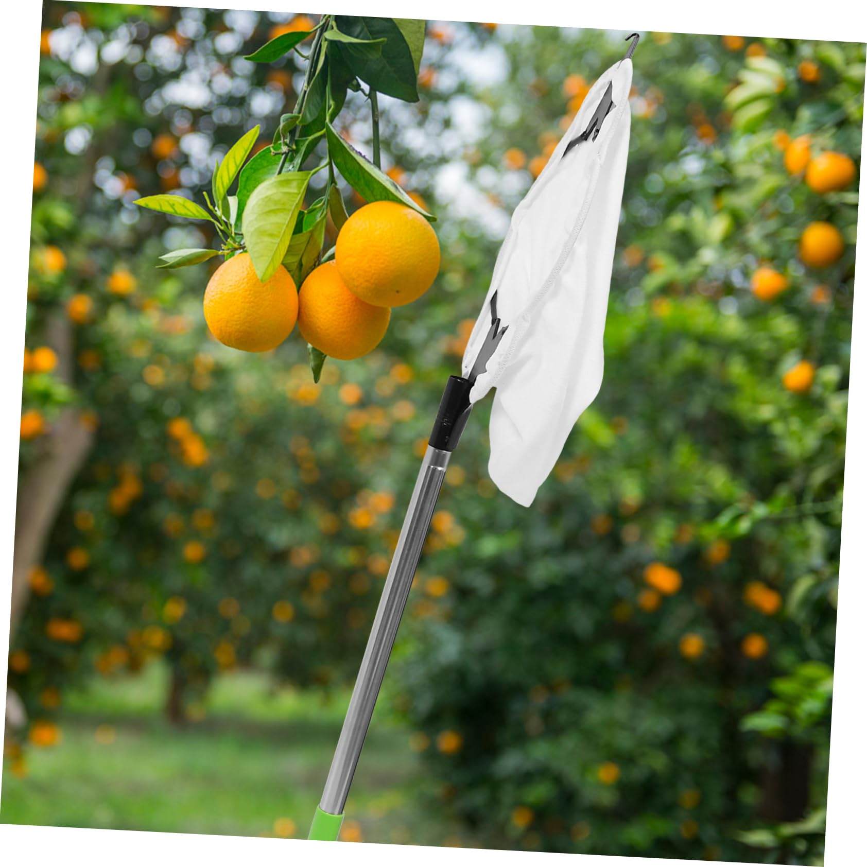 Toddmomy Recolectora de Frutas Ajustable con Cabeza de Herramienta de Recolección de Frutas para Duraznos y Manzanas Varilla Inoxidable de de y Usar
