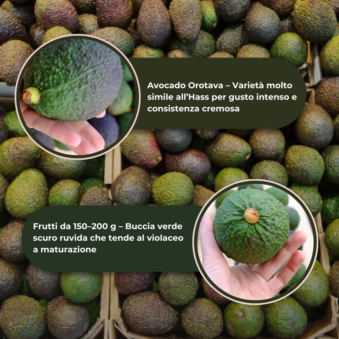 Vivaio Garden Forest Pianta di Avocado Orotava