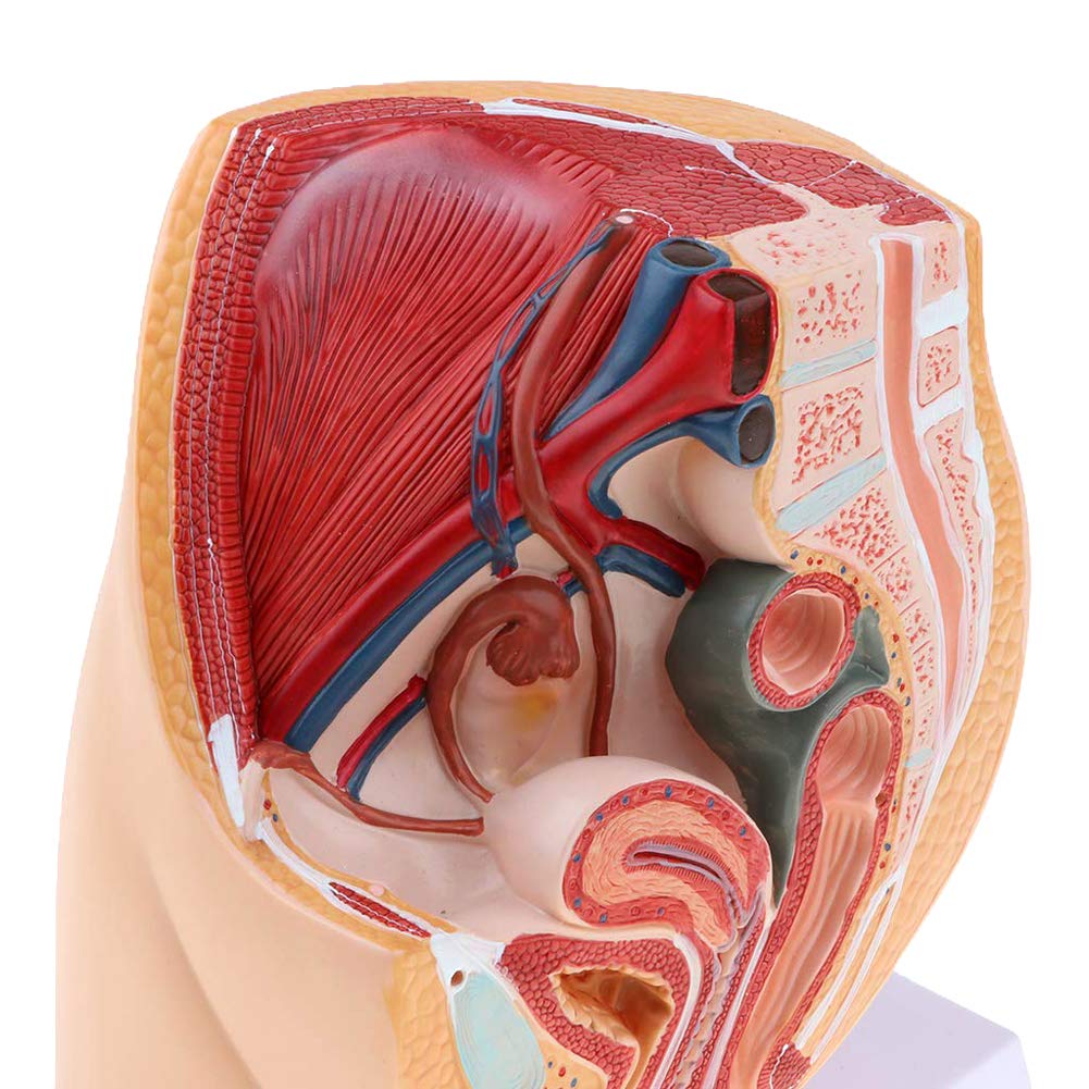 Weibliches Becken Anatomisches Modell,Median Sagittalschnitt Gynäkologisches Urogenitalsystem - PVC Scientific Anatomical Human Model for Medical Educational Training Aid