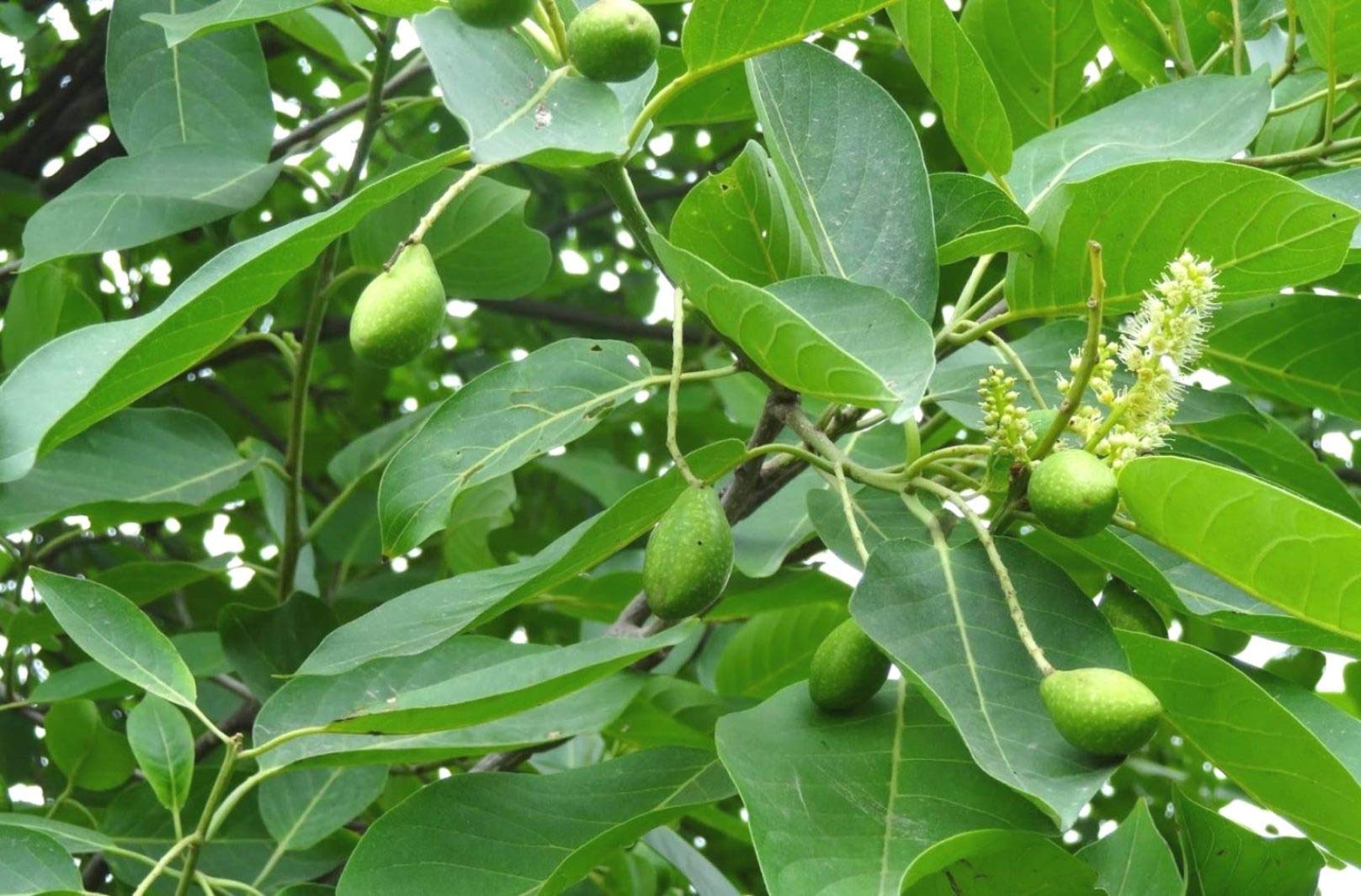 Plantzoin Myrobalan Harad Terminalia chebula Harida Live Plant (B08VGM7YK7) Amazon Price History, Amazon Price Tracker