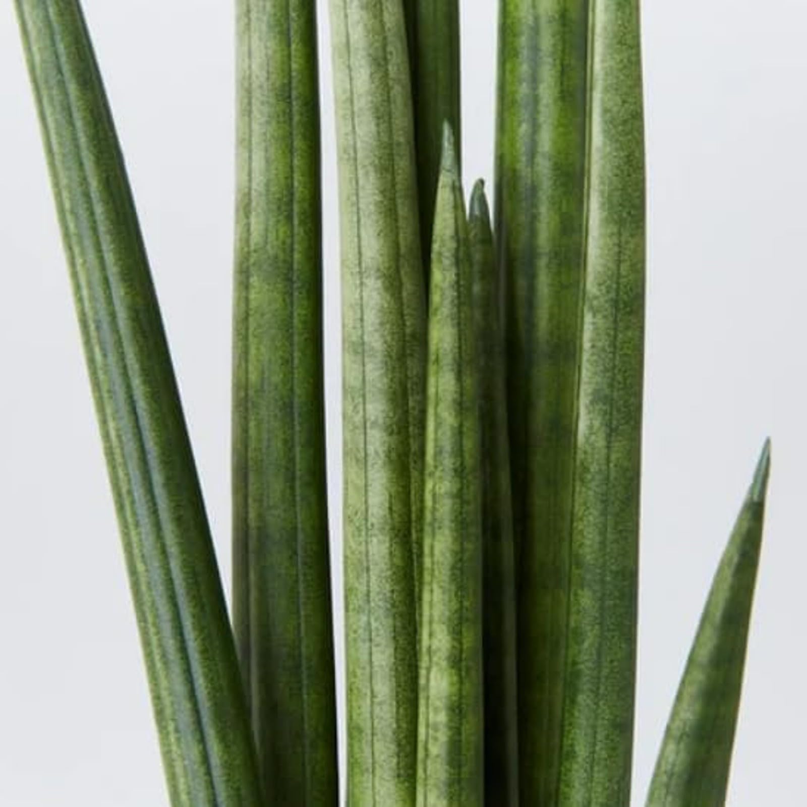 Carbeth Plants - Indoor Plants - Build Your Own Houseplant Collection - 7cm to 9cm Pots - Sansevieria cylindrica Straight - Snake Plant in 9cm Pot