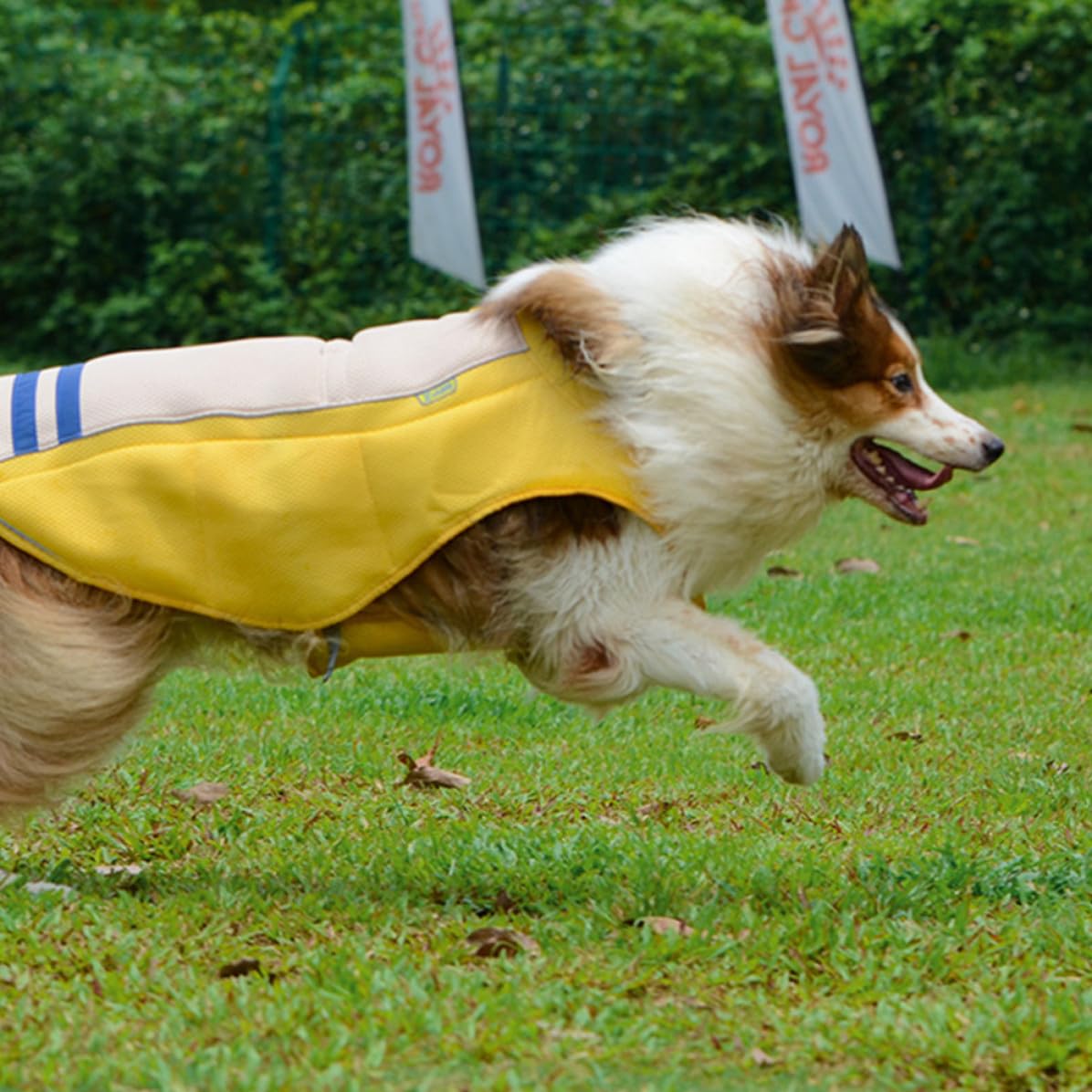 ibasenice Gilet Rafraîchissant Respirant Jaune pour Chien en Polyester et Prévenant Le Coup de Chaleur, Sorties Quotidiennes Fêtes du Week-End