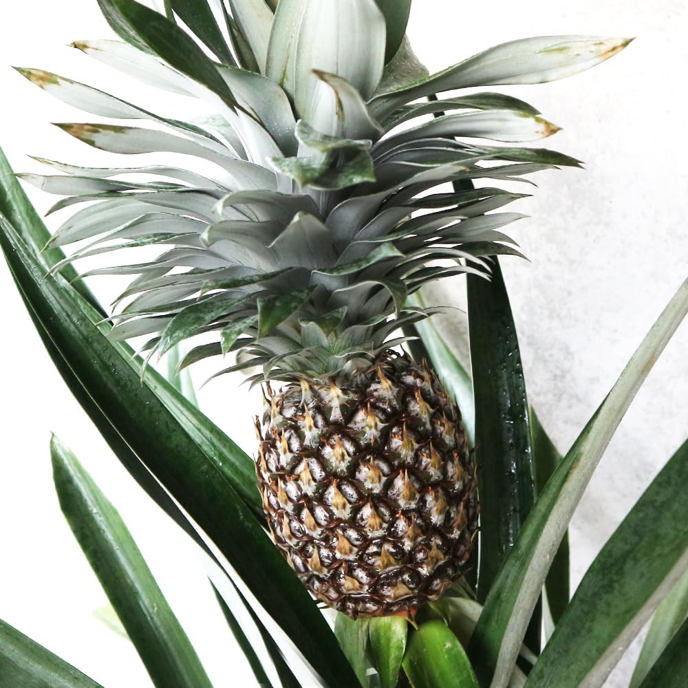 アガベ SAD アガベ『南アフリカダイヤモンド SAD』 | Lucky Summer