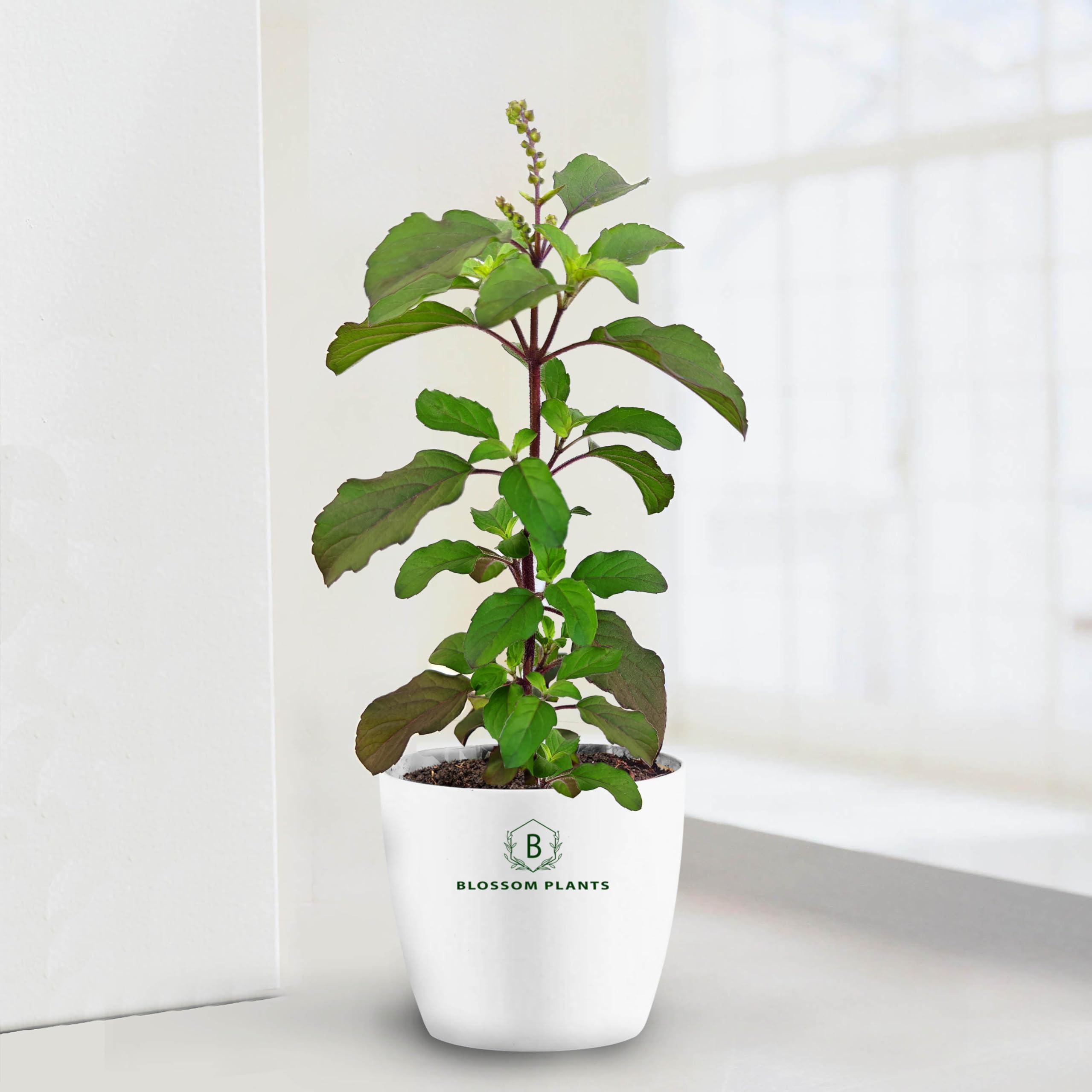 BLOSSOM Plants Krishna Tulsi Plants with Pot, Best for Home, kitchen and garden (B0CTJ152C1) Amazon Price History, Amazon Price Tracker