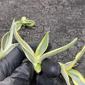 Amazon.co.jp: 多肉植物 アガベ デスメティアナ ブルームーン 銀河旅人 Amazon.co.jp: 多肉植物 アガベ デスメティアナ ブルームーン 銀河旅人