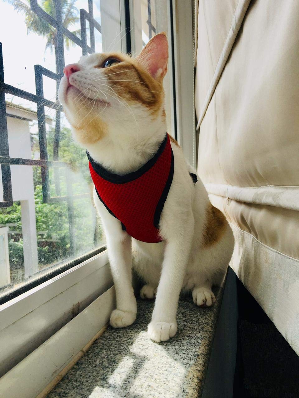 Birds Park Cat Body Vest Harness Escape-Proof with Nylon Lease (Size Medium, Neck Size :32 Circumference & 15 cm Length), Please Check Size Before Buying (B08F38F43M) Amazon Price History, Amazon Price Tracker