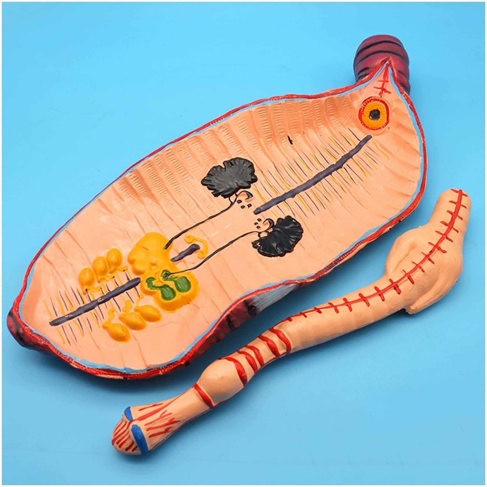 Model anatomiczny dżdżownicy Model anatomiczny bezkręgowców pierścienicowych dżdżownicy Model edukacyjny dla dzieci Narzędzie do szkoły medycznej