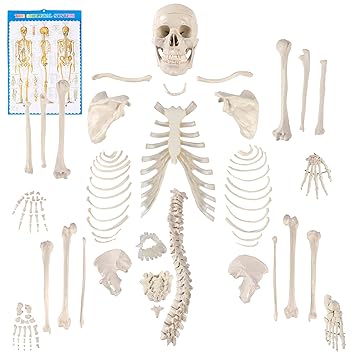 Houseables Disarticulated Human Skeleton, Full Anatomical Model, Life Sized, 62 Height, Plastic, with Poster, Skull, Bones, Articulated Hand & Foot, for Study of Skeletal System, Educational
