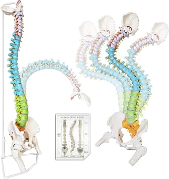 HADWYN Flexible Spine Model, 34.6 Life Size Human Spinal Cord Anatomical Model with Stand Color Coded Regions Indicate The Cervical, Thoracic and Lumbar Spine for Med Students and Chiropractors