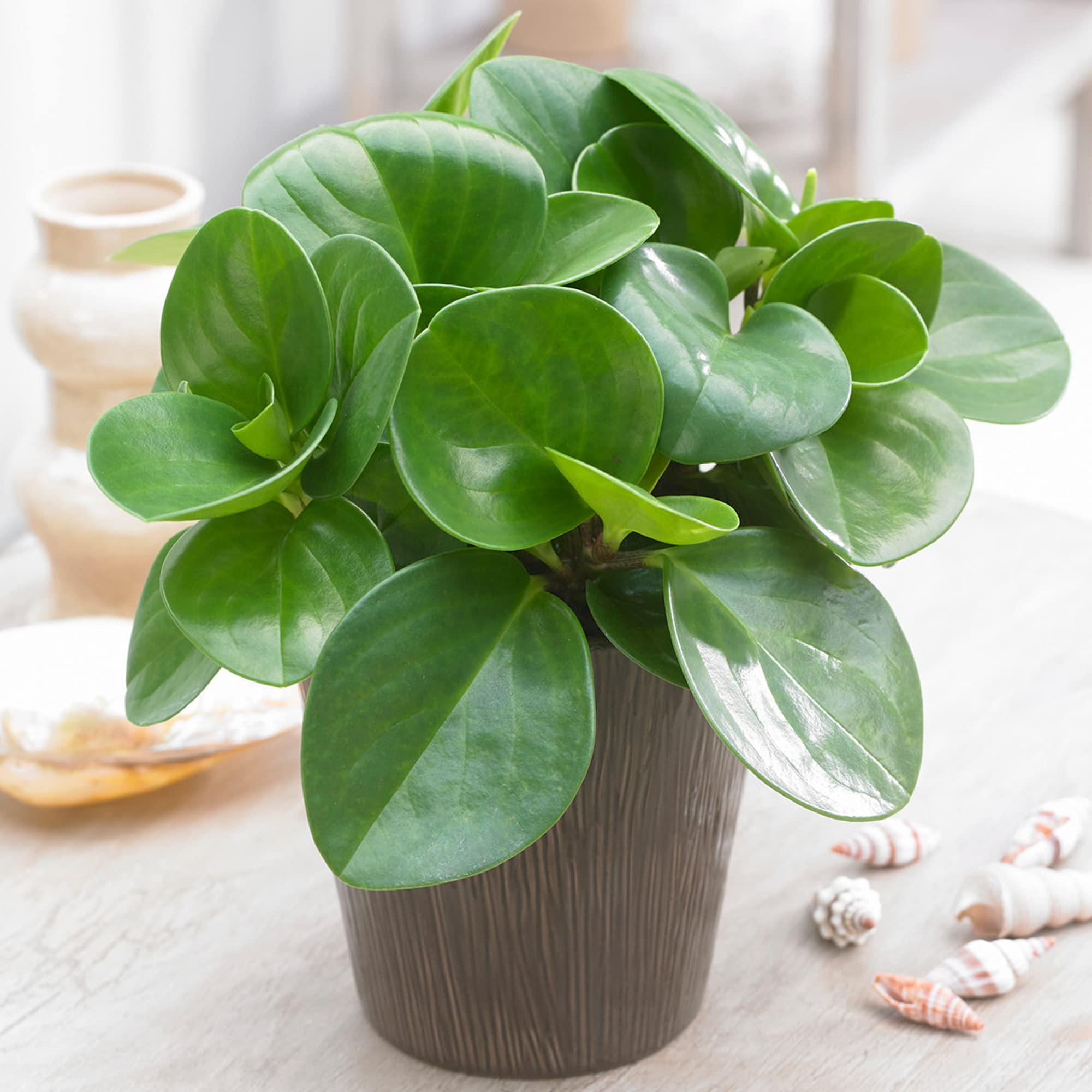 Peperomia Raindrop | 20-30cm Potted Teardrop Peperomia | Indoor House Plant Gift