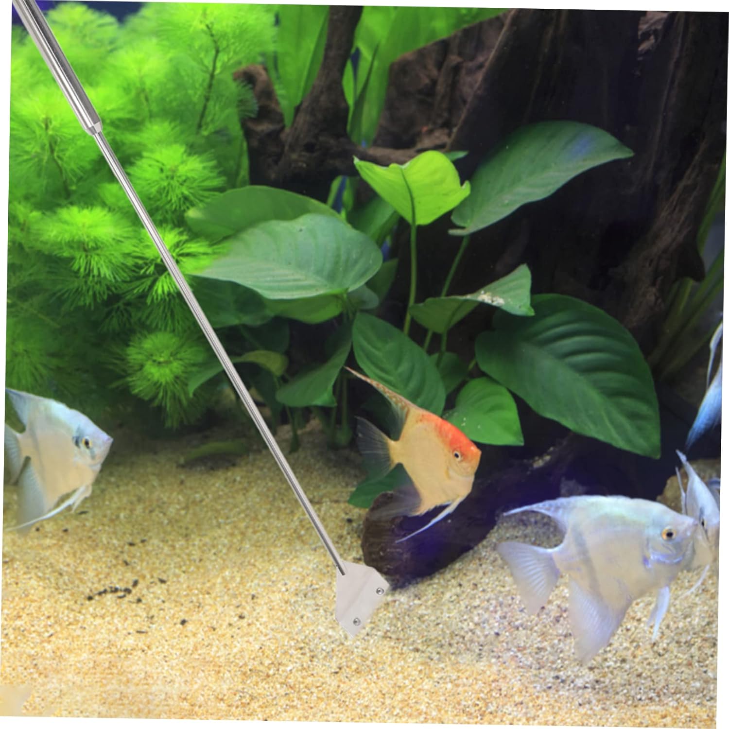 BESTonZON Aquarium Cleaning Set Quick Algae for Fish Tank Grass Trimmers for Aquariums
