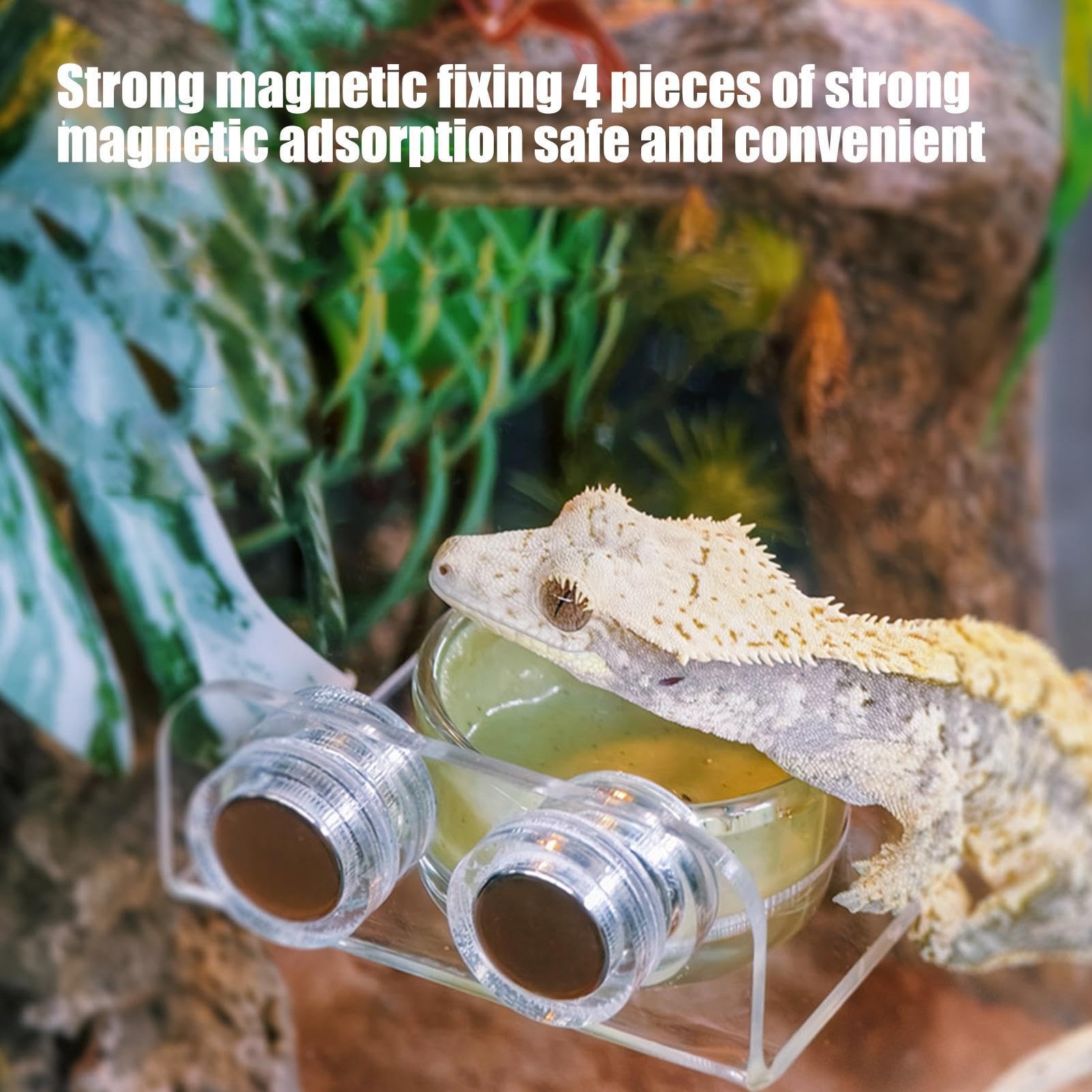 Mensola Mangiatoia Stazione Mangiatoia Rettili Cibo Ripiano Cibo | Vassoio Cibo , Lucertola, Serpente, Tartaruga, Rana, Camaleonte, Drago Barbuto, Iguana, Testuggine, Anolide, Scinco, Varano,