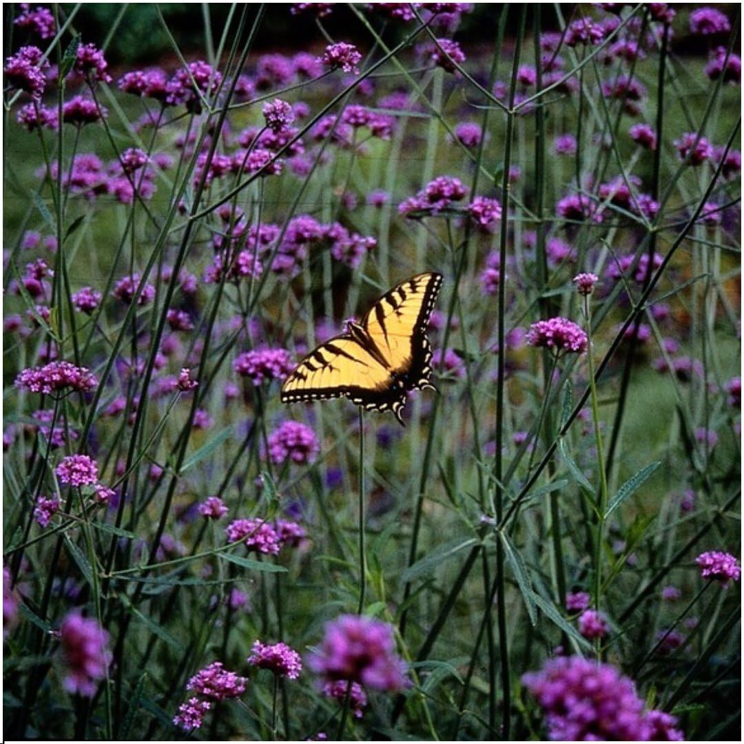 Plants by Frank | 6 Eisenkraut Pflanzen | Verbena bonariensis | Stauden | Winterhart Mehrjährig | Blauviolette Blütenfarbe | Sommergrün | Gartenpflanzen