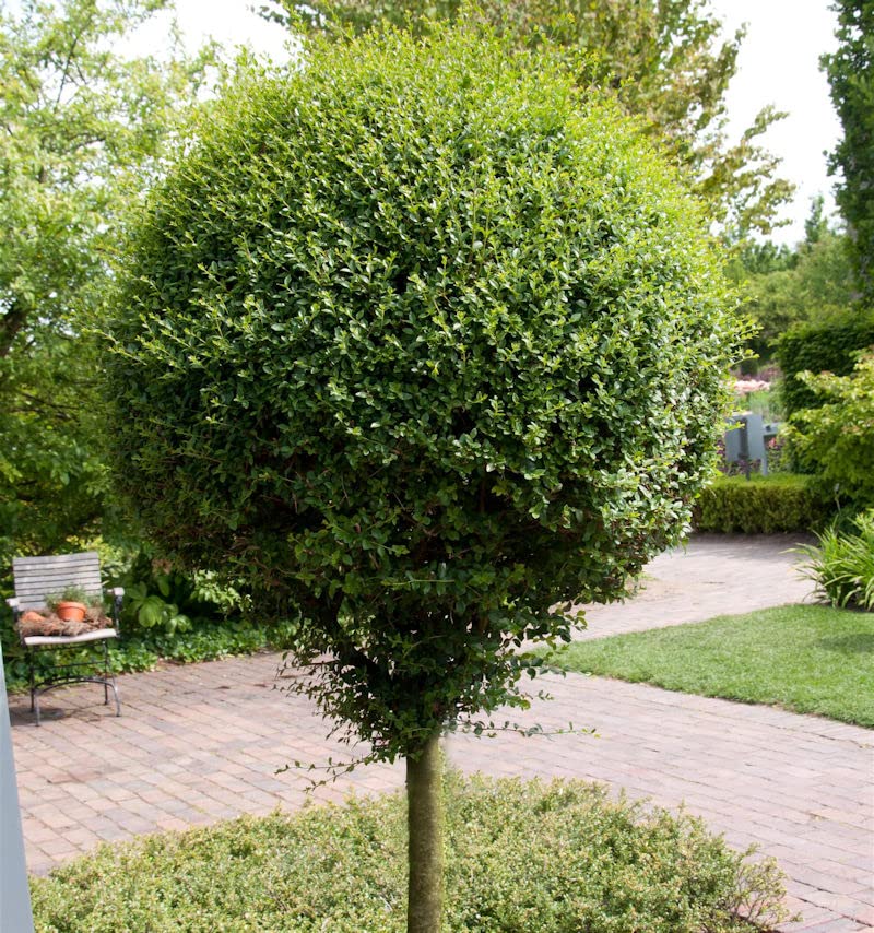 Hochstamm Kugel-Liguster 40-60cm - Ligustrum delavayanum - lebende  Gartenpflanze aus den Baumschulen : Amazon.de: Garten