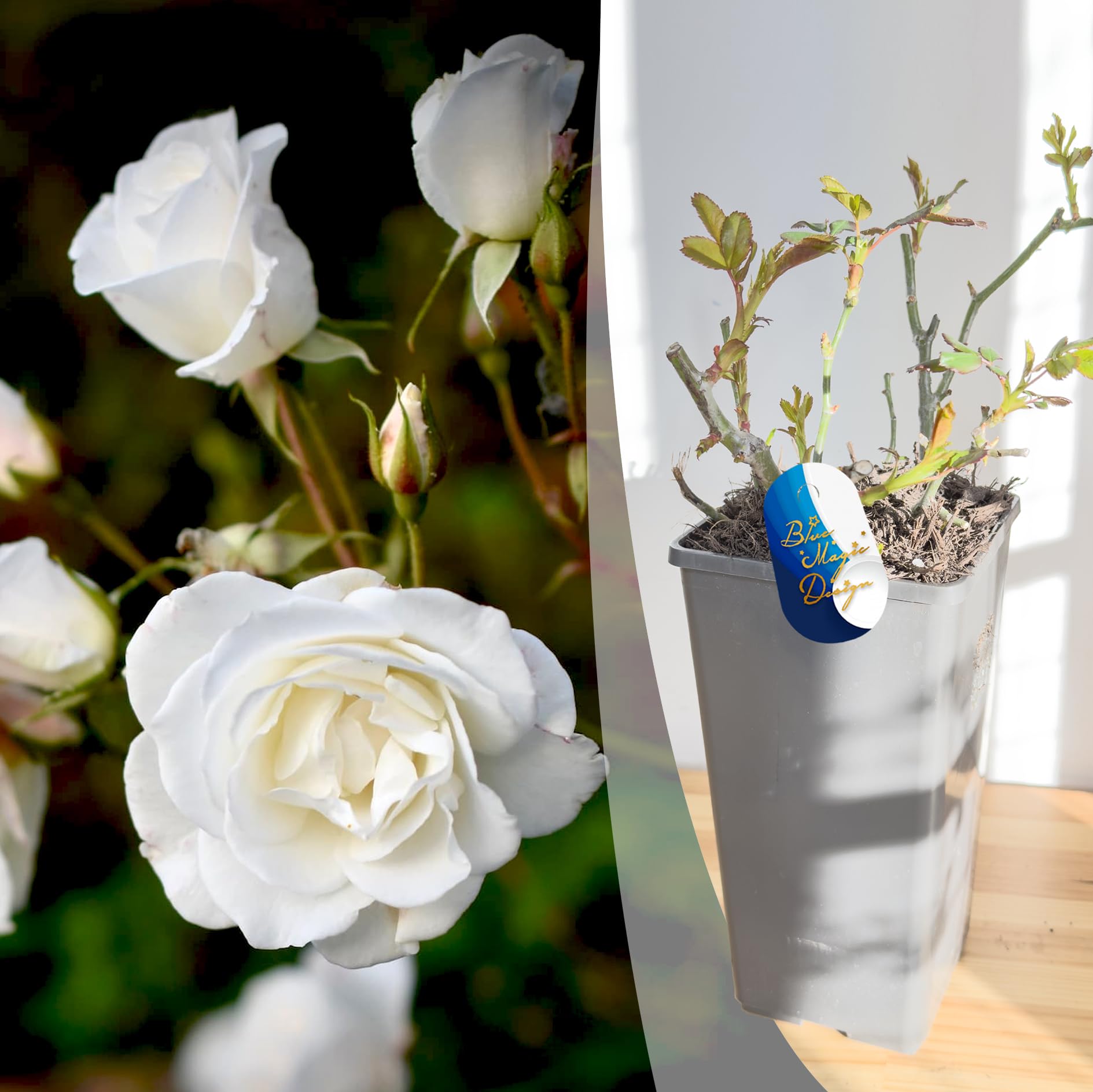 White Iceberg Climbing Rose Plant in 2L Pot Hardy Outdoor Flowering Shrub Live Garden Climber Perennial Rose for Fences and Trellises