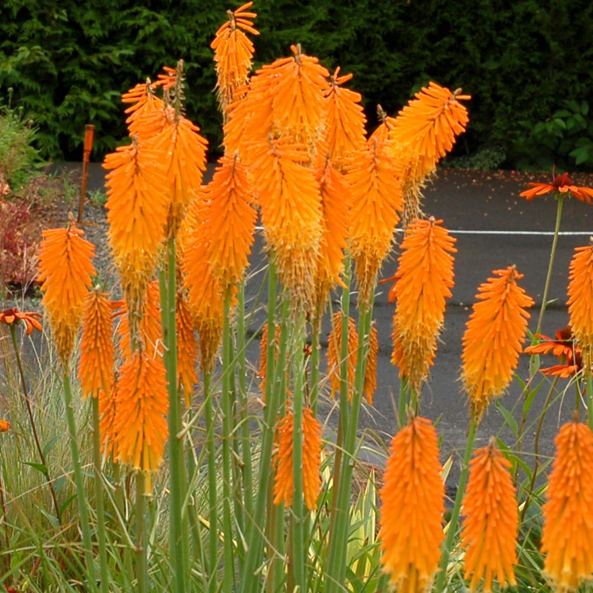 Stauden Gänge 3 x Kniphofia Kollektion Fackellilie winterhart | Fackellilie – winterharte Staude & Dauerblüher für sonnige Beete, mehrjährig, bienenfreundlich, 1 L Topf (11x11 cm)