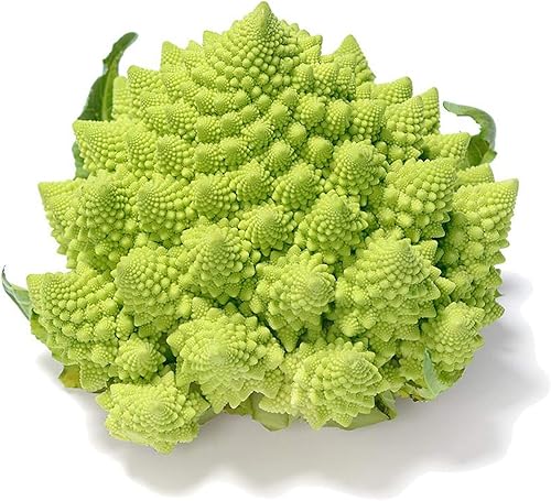 UtopiaSeeds Romanesco Seeds - Semillas Romanesco de Brócoli - Semillas de coliflor Romanesco