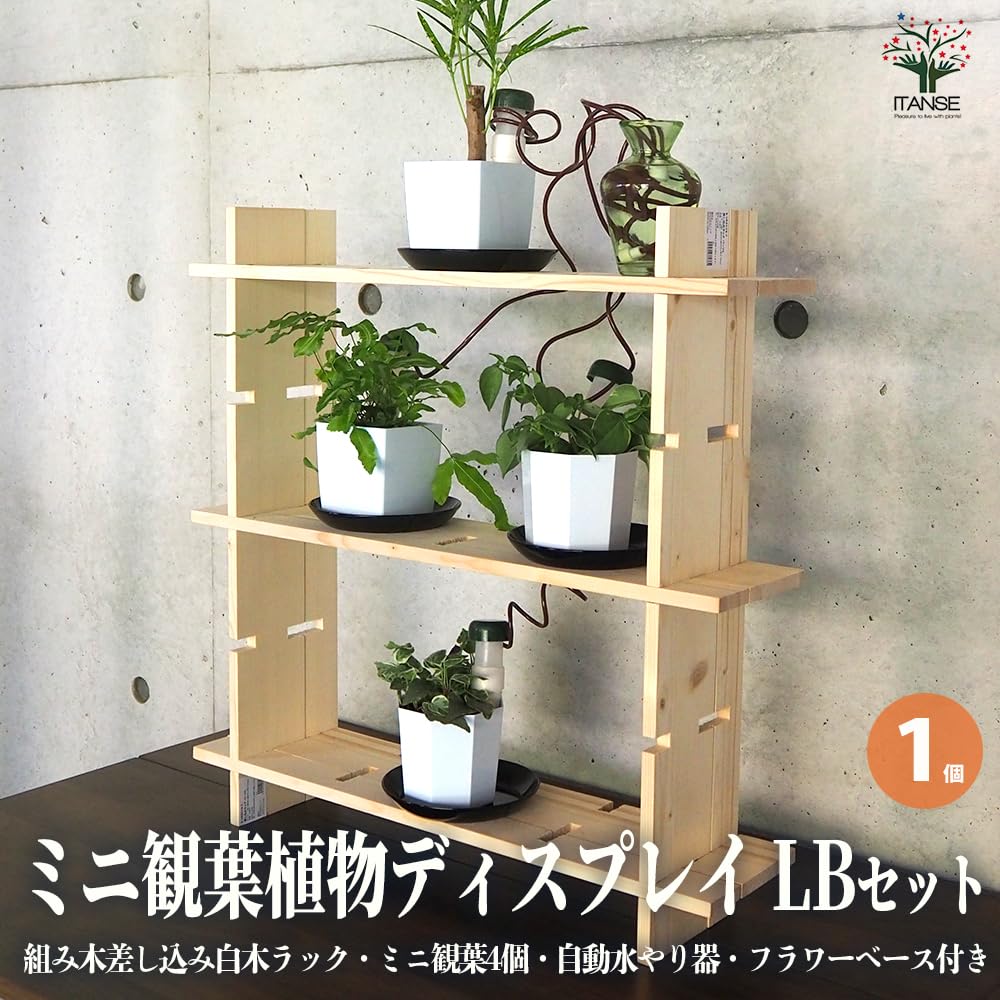 Amazon.co.jp: ミニ観葉植物ディスプレイ&生育棚LB、工具ほぼ Amazon.co.jp: ミニ観葉植物ディスプレイ&生育棚LB、工具ほぼ