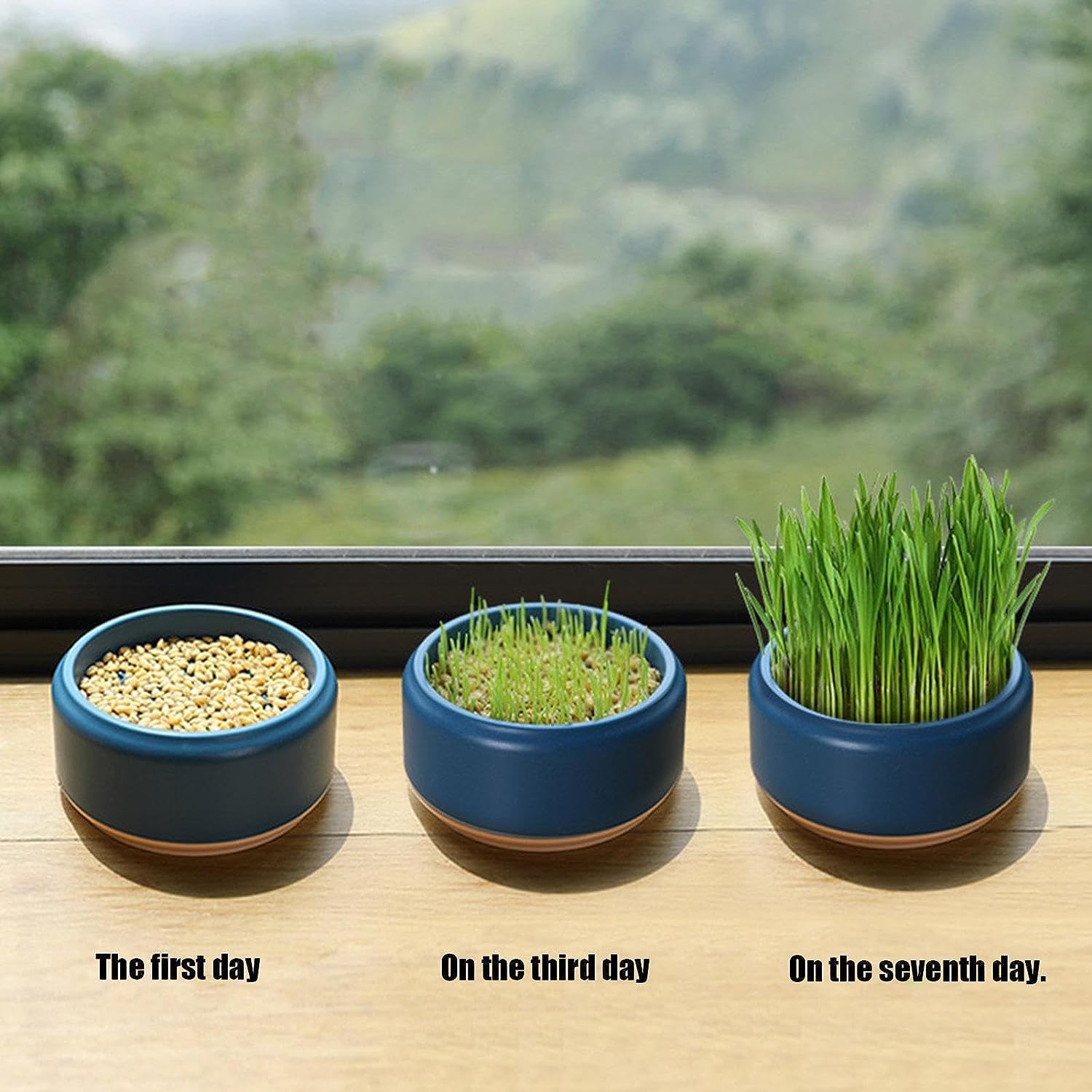 Amazon.co.jp: 猫草栽培セット猫草 種水耕栽培室内猫用キャットグラス 