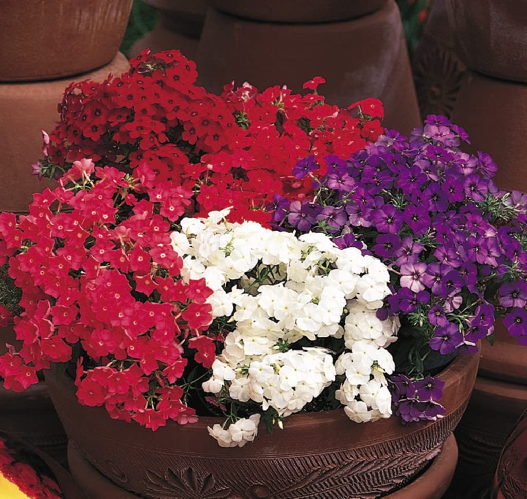 Seeds Phlox Mixed Colour Flower Seeds Hybrid F1 Seeds for Home Garden All Season (50 Seed)-image-2
