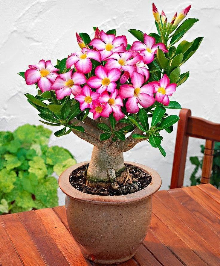 UGAOO Bharat Desert Rose Live Potted Ornamental Flowering Plant | Home & Garden, Live Plant, Ornamental-image-37