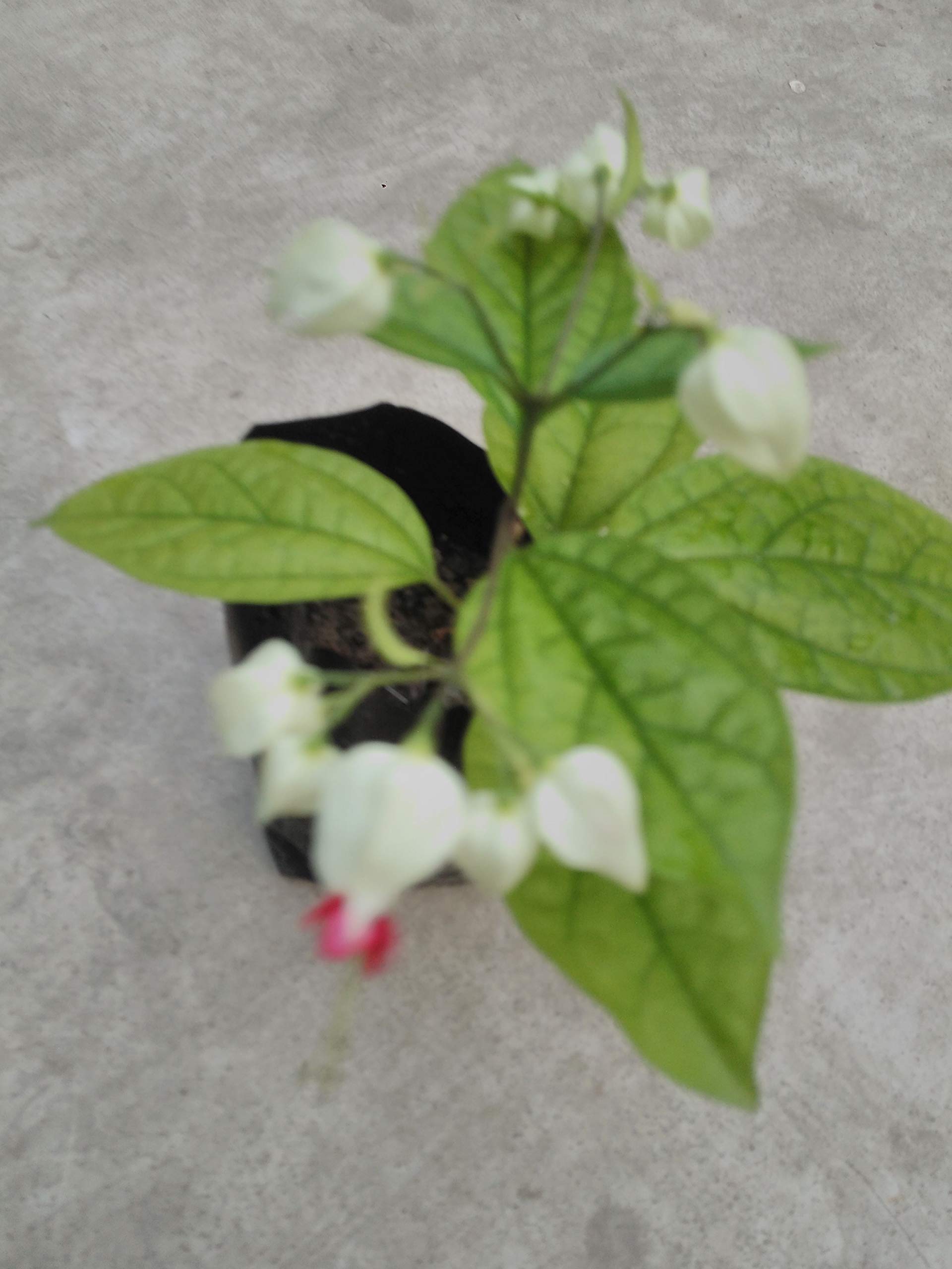 Bhajanlal Greenery Bleeding Heart Clerodandrum Thomsoniae Live Plant (1 Piece) (B07R53Z6DL) Amazon Price History, Amazon Price Tracker